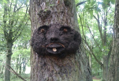 forestface