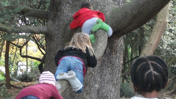 treeclimbing